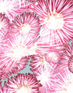 Lapis: métaphore de l'orgasme féminin